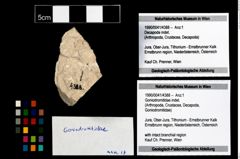 Foto (Objekt + Etikett) von Goniodromitidae indet.  (NHMW-GEO-1990-0041-4388)